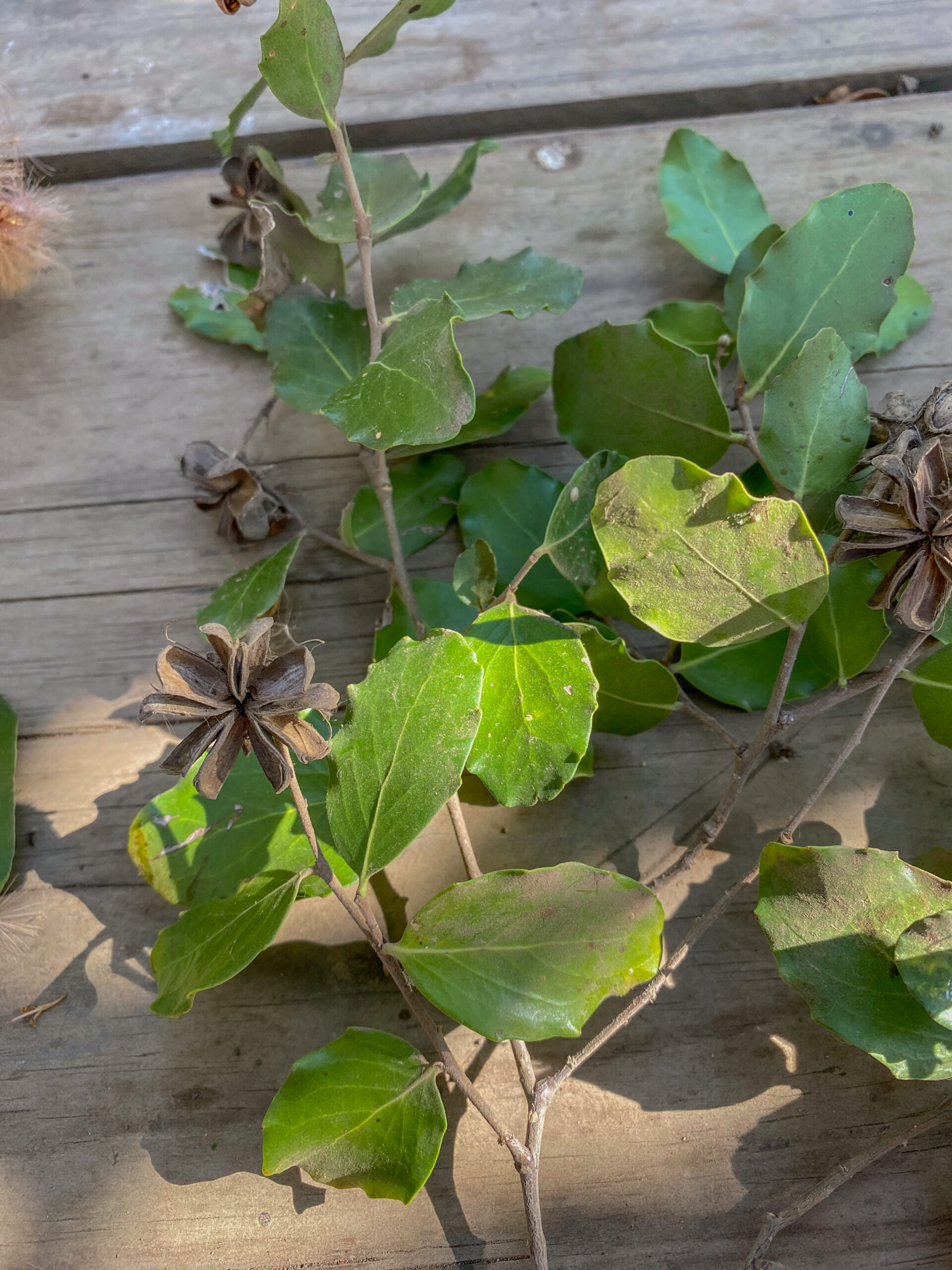 Talleres de Comunidades Vegetales