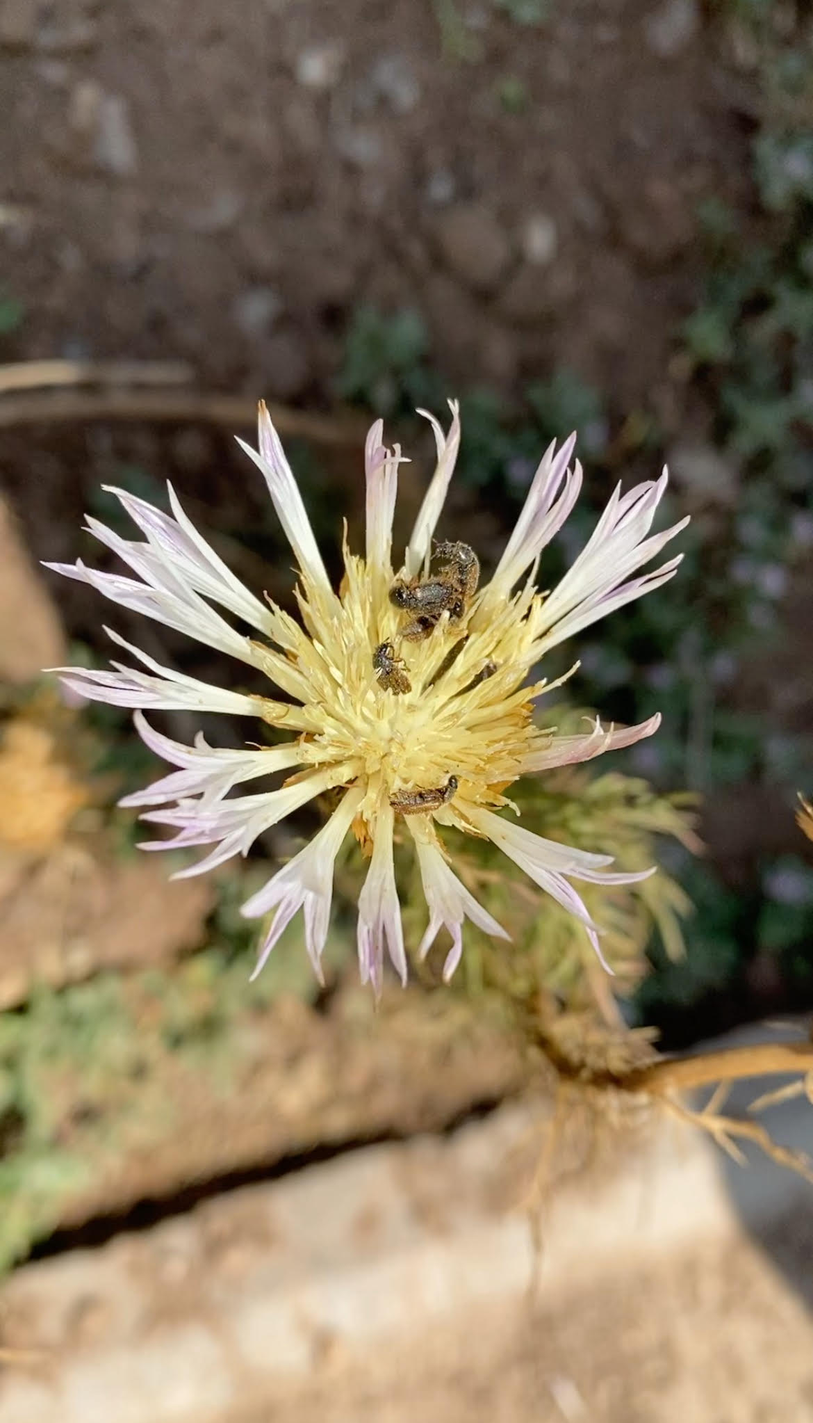 Talleres de Comunidades Vegetales